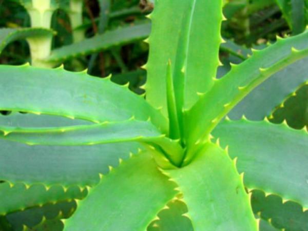 Aloe vera cicatrizzante